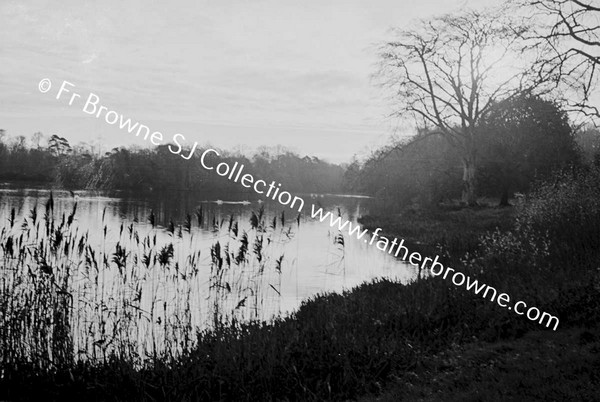 WINTER REEDS BY THE LAKE